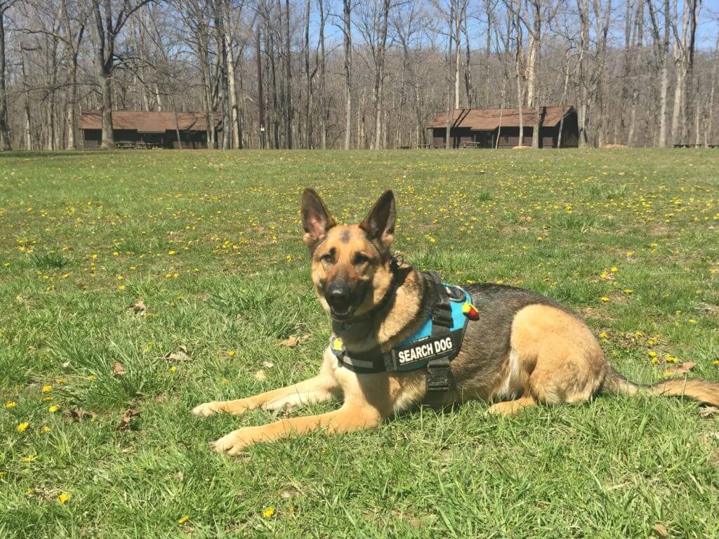 K9 Luna